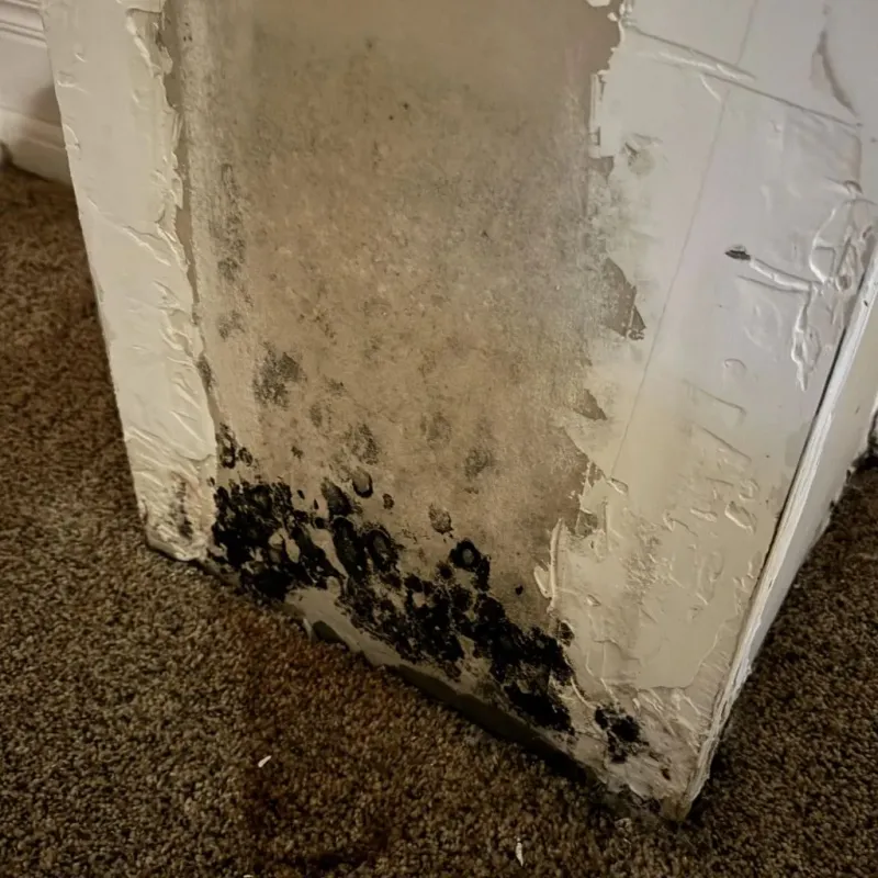 Professional Mold Removal in Hazen, AR